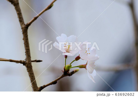 桜の花 桜の花 63692602