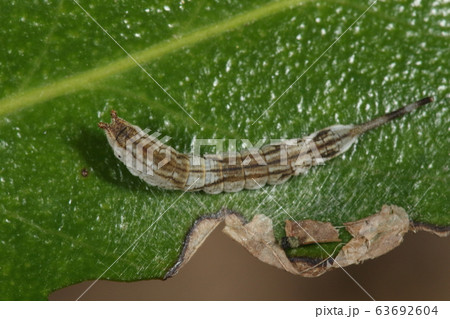 生き物 昆虫 アカウラカギバ、親も子も枯葉に化ける地味なタイプのガ。こちらは幼虫 生き物 昆虫 アカウラカギバ、親も子も枯葉に化ける地味なタイプのガ。こちらは幼虫 63692604