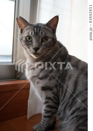 サバトラ猫 サバトラ猫 63692651