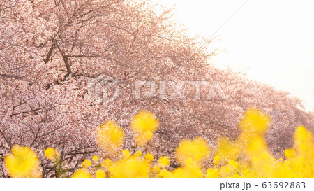朝陽を受けて輝く桜と菜の花(熊谷桜堤) 朝陽を受けて輝く桜と菜の花(熊谷桜堤) 63692883