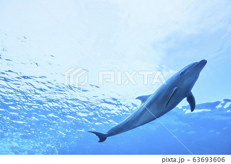 イルカが泳ぐ海の写真素材