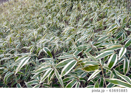 クマザサ 63693885