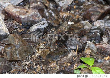 ムカシトンボ ムカシトンボ 63694065