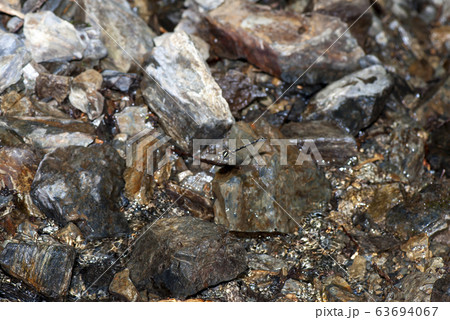 ムカシトンボ 63694067