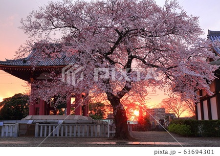 池上本門寺の桜 池上本門寺の桜 63694301