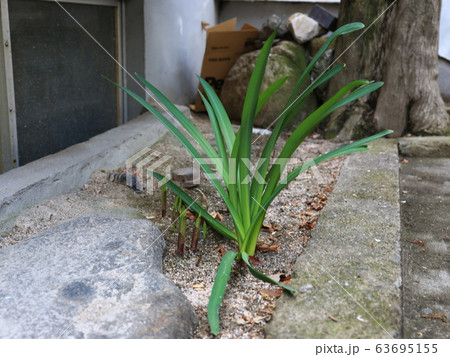 草花 花壇 マグノリア 63695155