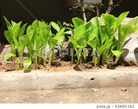 草花 花壇 マグノリア 63695162