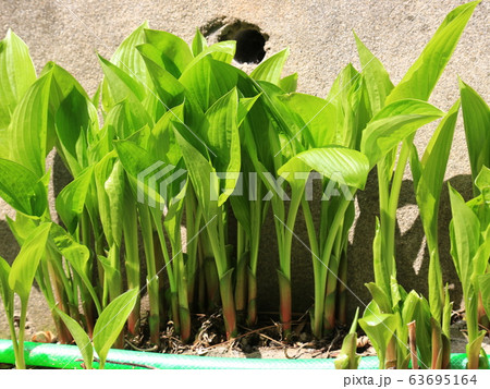 草花 花壇 マグノリア 63695164