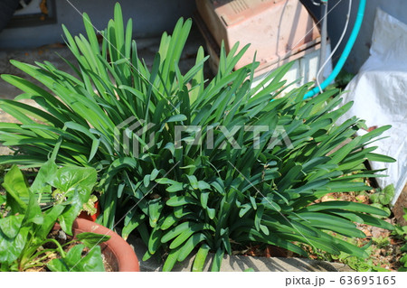 草花 花壇 マグノリア 63695165