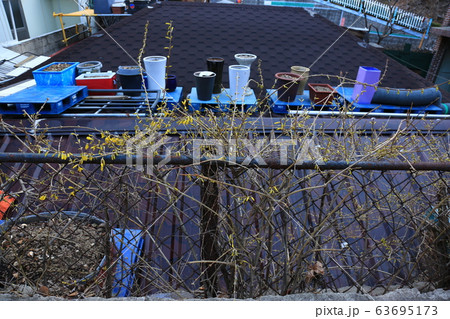 草花 花壇 マグノリア 63695173