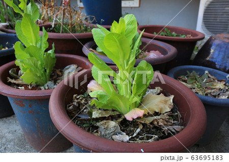 草花 花壇 マグノリア 63695183