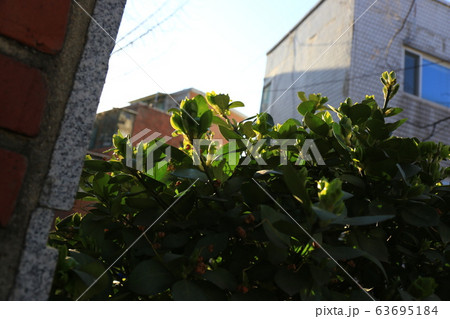 草花 花壇 マグノリア 63695184