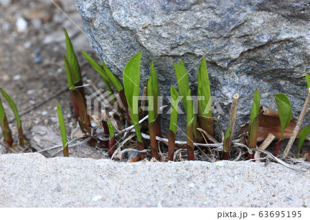 草花 花壇 マグノリア 63695195