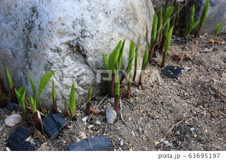 草花 花壇 マグノリア 63695197