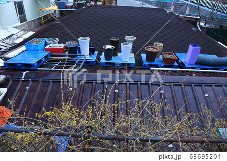 草花 花壇 マグノリア 63695204