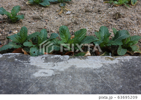 草花 花壇 マグノリア 63695209