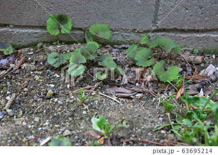 草花 花壇 マグノリア 63695214