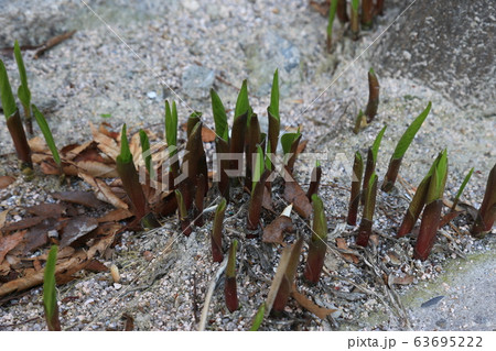 草花 花壇 マグノリア 63695222