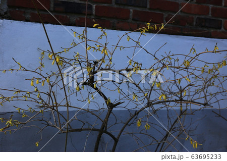 草花 花壇 マグノリア 63695233