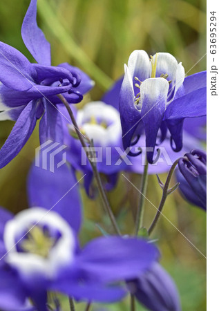 オダマキ（苧環） 63695294