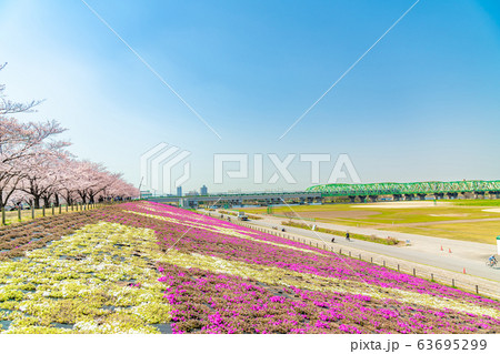 日本の春 東京都北区 赤羽桜堤緑地の桜 63695299