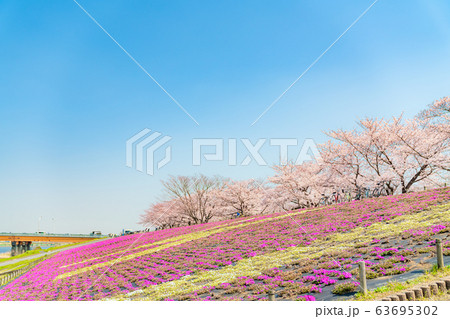 日本の春 東京都北区 赤羽桜堤緑地の桜 63695302
