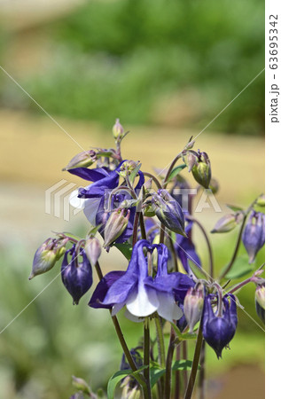 オダマキ（苧環） 63695342