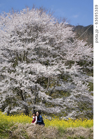 桜と菜の花 仲のいい親娘 桜と菜の花 仲のいい親娘 63695389