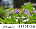 アジサイ 63695439