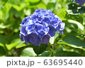 アジサイ 63695440