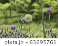 綿毛 63695761