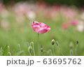 ひなげしの花 63695762