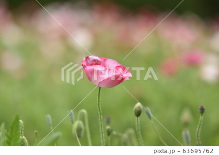 ひなげしの花 ひなげしの花 63695762