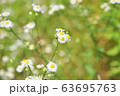 花畑 63695763