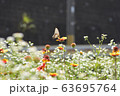 蝶と花 63695764