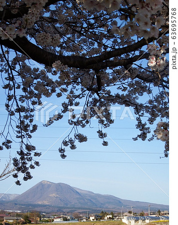 桜と赤城山 63695768