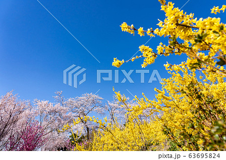 福島県　花見山公園　レンギョウ　桜　花桃 63695824