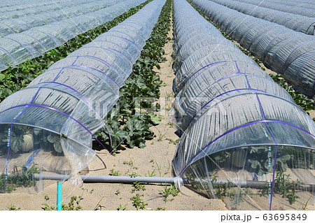 メロン栽培 庄内砂丘 63695849