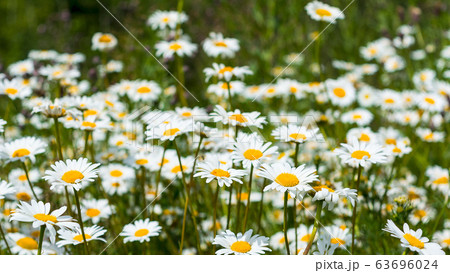 Summer white daisy flowers meadow 63696024