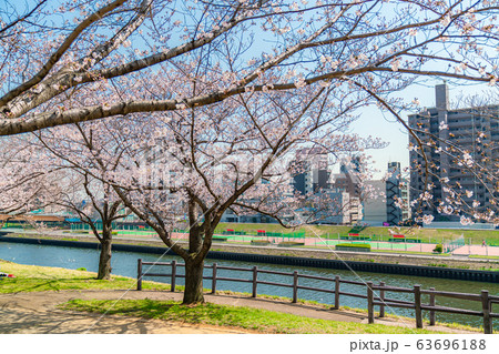 日本の春 東京都北区 赤羽桜堤緑地の桜 63696188