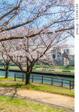 日本の春 東京都北区 赤羽桜堤緑地の桜 63696189