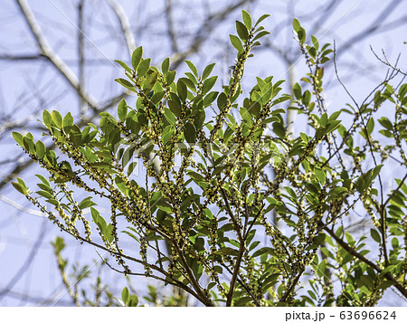 ヒサカキの花 ヒサカキの花 63696624