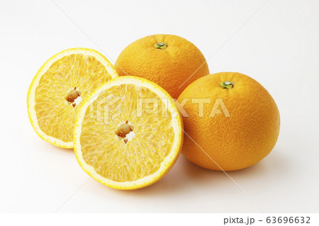 紅八朔 みかん 紅八朔 みかん 63696632