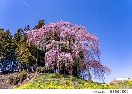 福島県　合戦場のしだれ桜　 63696802