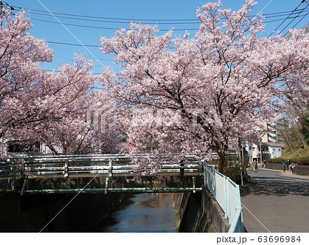 新百合ヶ丘・桜風景 新百合ヶ丘・桜風景 63696984