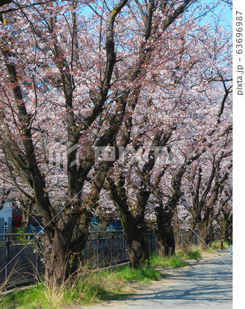 新百合ヶ丘・桜風景 63696987