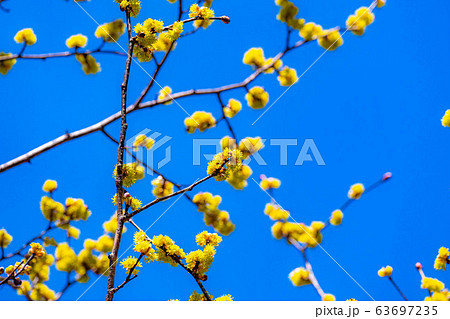 ダンコウバイの花と青空 【長野県】 ダンコウバイの花と青空 【長野県】 63697235