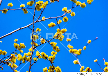 ダンコウバイの花と青空　【長野県】 63697236