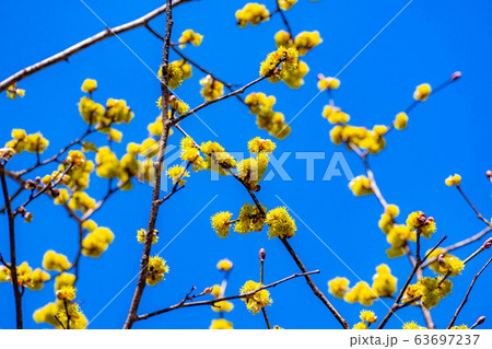 ダンコウバイの花と青空　【長野県】 63697237