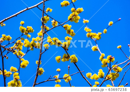 ダンコウバイの花と青空　【長野県】 63697238